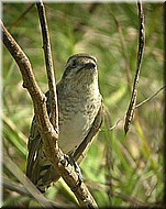 HorsfieldsBronze-Cuckoo1080.jpg