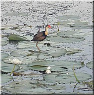 Jacana1364.jpg