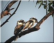 Kookaburra703.jpg