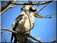 KookaburralookingforGumtree493.jpg