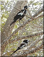 MagpieMagpie-lark673.jpg