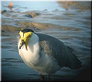 MaskedLapwing371.jpg