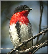 Mistletoebird1519.jpg