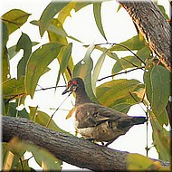 PartridgePigeon1231.jpg