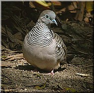 PeacefulDove601.jpg