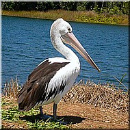 Pelican467.jpg