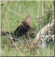 PheasantCoucal1057.jpg