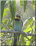 RainbowBee-eater998.jpg