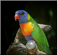 RainbowLorikeet572.jpg