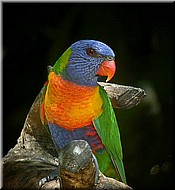 RainbowLorikeet574.jpg