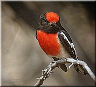 Red-cappedRobin1515.jpg