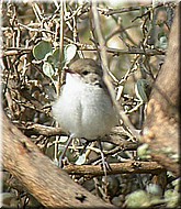 Red-cappedRobinfemale1555.jpg