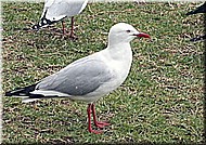 SilverGull308.jpg