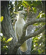 Sulfur-crestedCockatoo880.jpg