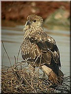 WhistlingKite1styr1576.jpg