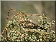 WhistlingKite1tyr.jpg