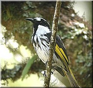 White-cheekedHoneyeater563.jpg