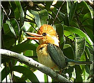 Yellow-billedKingfisher786.jpg