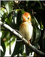 Yellow-billedKingfisher791.jpg