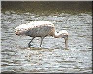 Yellow-billedSpoonbill517.jpg