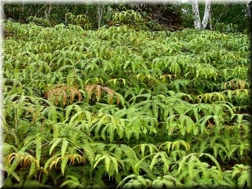 Ferns616.jpg