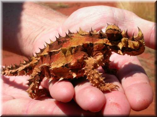 ThornyDevil1769.jpg