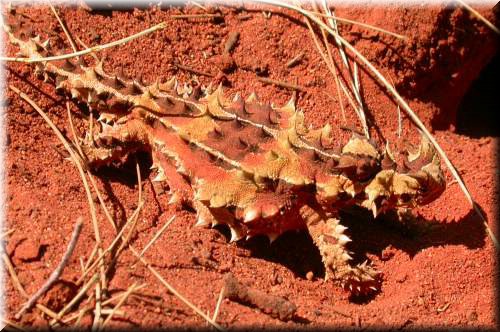 ThornyDevil1786.jpg