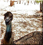 Emu1428.jpg