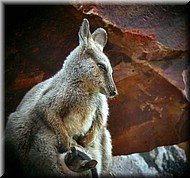 RockWallaby1464.jpg