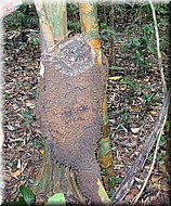 Termitetube800.jpg