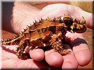 ThornyDevil1769.jpg