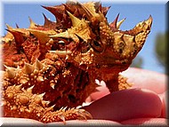 ThornyDevil1771.jpg