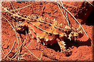 ThornyDevil1786.jpg