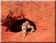 ThornyDevil1788.jpg