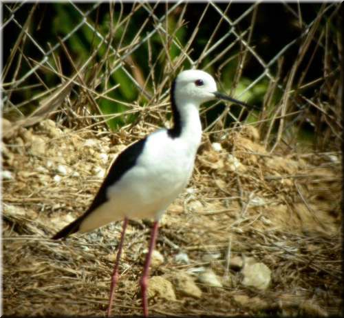 Black-wingedStilt978.jpg