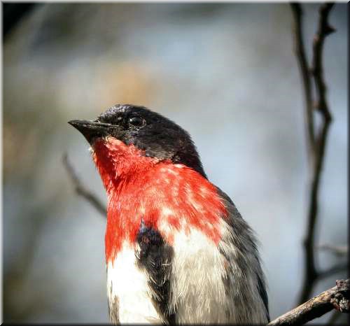 Mistletoebird1521.jpg