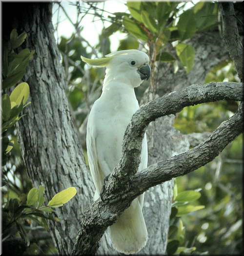 Sulfur-crestedCockatoo881.jpg