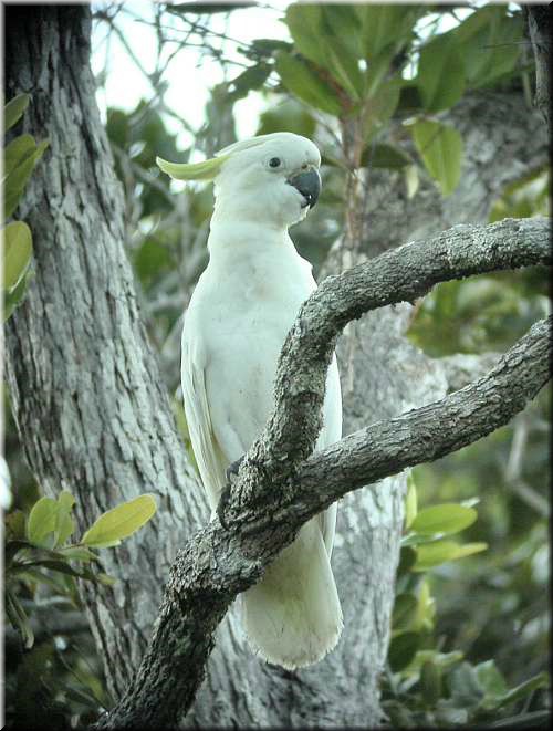 Sulfur-crestedCockatoo882.jpg