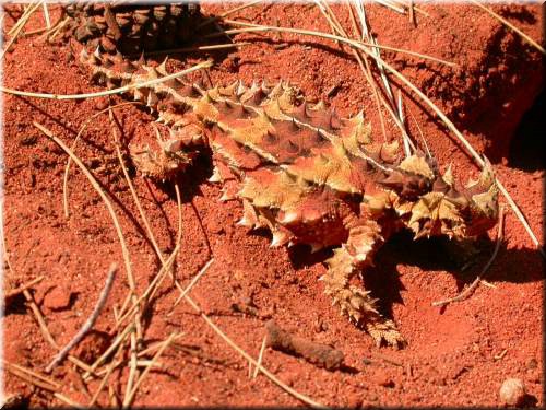 ThornyDevil1785.jpg