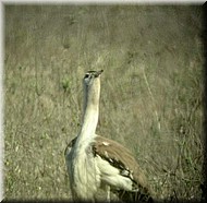 AustralianBustard635.jpg