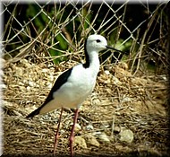 Black-wingedStilt978.jpg