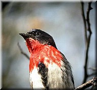 Mistletoebird1521.jpg