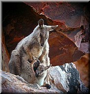 RockWallabypouch1480.jpg