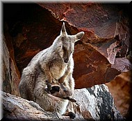 RockWallabypouch1481.jpg