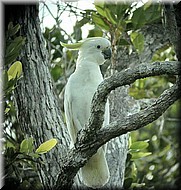 Sulfur-crestedCockatoo881.jpg