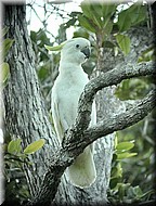 Sulfur-crestedCockatoo882.jpg