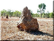 Termite645.jpg