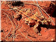 ThornyDevil1785.jpg