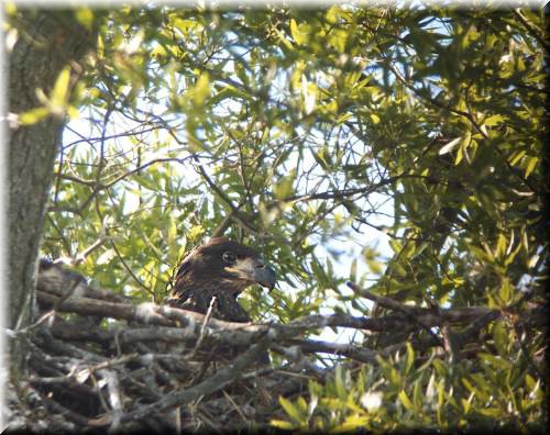 eaglet199.jpg