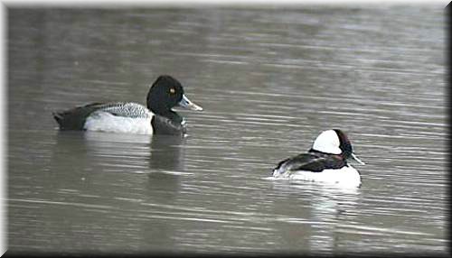Buffle-LScaup2672.jpg